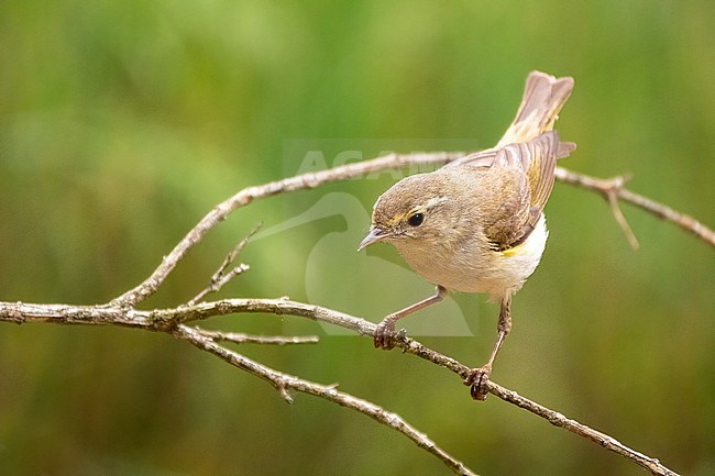 Western Bonelli's Warbler (Phylloscopus Bonelli), side view of an adult perched on a branch stock-image by Agami/Hans Germeraad,