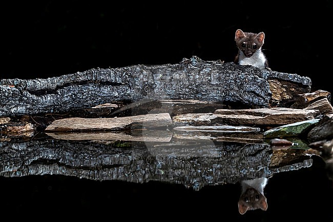 Beech Marten (Martes foina) during the night in Extremadura, Spain. stock-image by Agami/Oscar Díez,