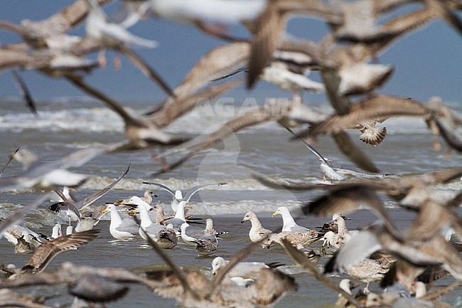 Herring Gull, Larus argentatus argentatus birds foraging on shellfish washed ashore after storm stock-image by Agami/Menno van Duijn,