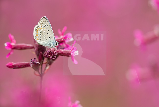 Icarusblauwtje op roze bloem, Common Blue on pink flower stock-image by Agami/Rob de Jong,