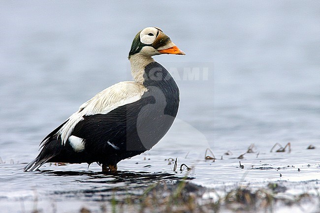 Adult male 
Barrow, AK 
June 2009 stock-image by Agami/Brian E Small,
