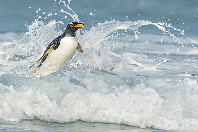 Gentoo Penguin (Pygoscelis papua) returning to land through the waves in the Falkland Islands. stock-image by Agami/Glenn Bartley,