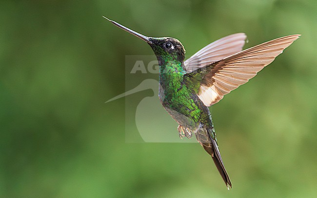 Buff-winged Starfrontlet (Coeligena lutetiae) stock-image by Agami/Lennart Verheuvel,