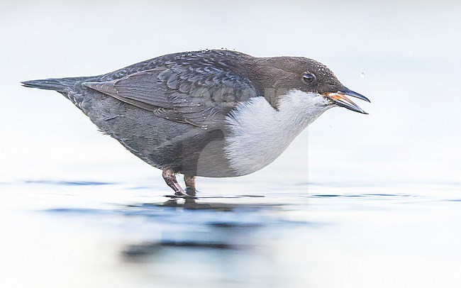 White-throated Dipper ssp cinlus (Cinclus cinclus cinclus, Black-bellied Dipper) stock-image by Agami/Lennart Verheuvel,