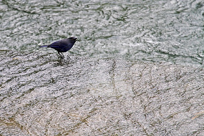 Taiwan Whistling Thrush (Myophonus insularis) standing in the middle of the river in Taiwan. stock-image by Agami/Pete Morris,