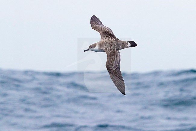 Great Shearwater (Ardenna gravis), individual in flight seen from the above, Western Cape, South Africa stock-image by Agami/Saverio Gatto,