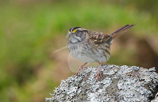 First-winter White-throated Sparrow (Zonotrichia albicollis) on Corvo island in the Azores, Portugal. Vagrant from North America during autumn. stock-image by Agami/David Monticelli,