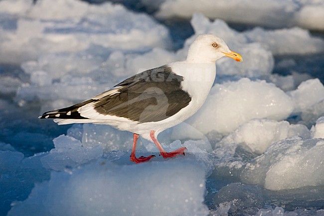 Kamtsjatkameeuw volwassen zittend op het ijs; Slaty-backed Gull adult perched on ice stock-image by Agami/Marc Guyt,