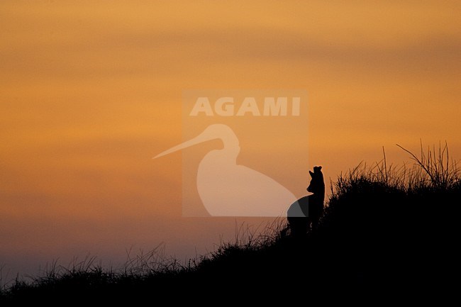 Reebok met zonsondergang, Roe Deer during dawn stock-image by Agami/Menno van Duijn,