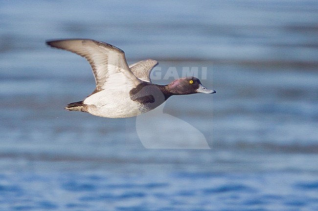 Lesser Scaup (Aythya affinis) flying in Victoria, BC, Canada. stock-image by Agami/Glenn Bartley,