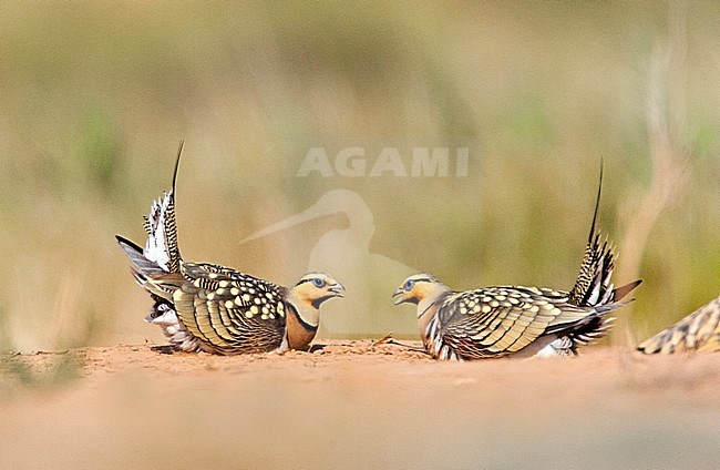 Mannetjes Witbuikzandhoenders vechtend bij de drinkplaats; Two males Pin-tailed Sandgrouses (Pterocles alchata) fighting at a drinking pool stock-image by Agami/Marc Guyt,