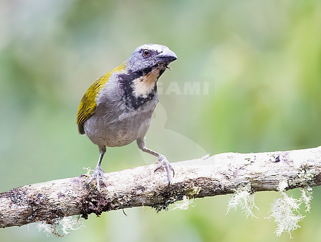 Buff-throated Saltator (Saltator maximus) perched on a branch in a rainforest in Panama stock-image by Agami/Roy de Haas,