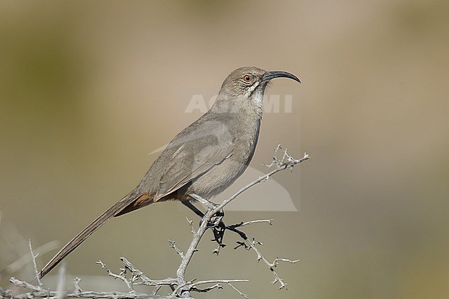 Adult
Socorro Co., N.M.
December 2014 stock-image by Agami/Brian E Small,