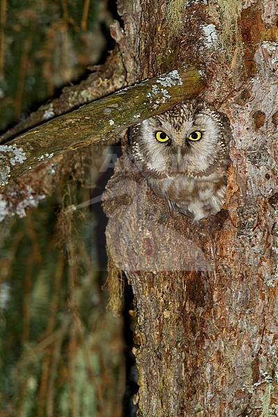 Tengalm's Owl - Raufusskauz - Aegolius funereus funereus, Austria, adult stock-image by Agami/Ralph Martin,