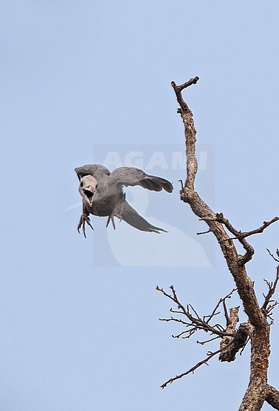 Poederspecht ssp pulverulentus, Great Slaty Woodpecker, Mulleripicus pulverulentus pulverulentus stock-image by Agami/Dubi Shapiro,