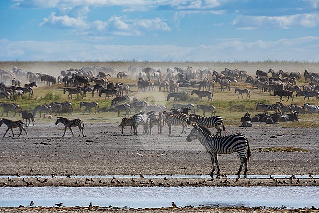 Burchell's Zebras, Equus Quagga Burchellii, in the Hidden Valley. Ndutu, Ngorongoro Conservation Area, Tanzania. stock-image by Agami/Sergio Pitamitz,