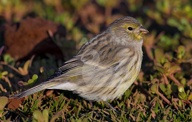 Kanarie op de grond, Atlantic Canary perched on the ground stock-image by Agami/Daniele Occhiato,