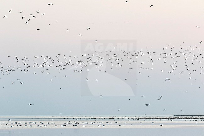 Large numbers of birds in the Wadden Sea, on the island of Nordstrand, Germany. stock-image by Agami/Ralph Martin,