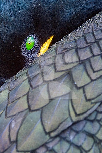 European Shag (Phalacrocorax aristotelis), close-up of an adult stock-image by Agami/Saverio Gatto,
