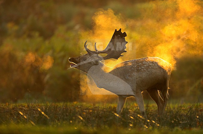 Damhert burlend, Fallow Deer roaring stock-image by Agami/Danny Green,