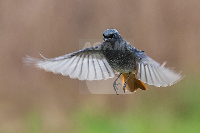 Zwarte Roodstaart; Black Redstart stock-image by Agami/Daniele Occhiato,