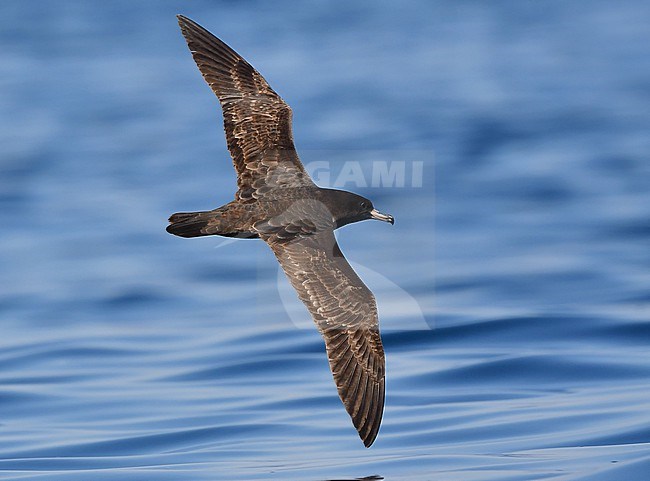 Flesh-footed Shearwater (Ardenna carneipes) off Oman in November stock-image by Agami/Eduard Sangster,