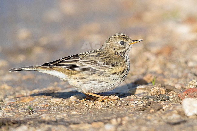 Meadow Pipit (Anthus pratensis), side view of an individual standing on the ground, Campania, Italy stock-image by Agami/Saverio Gatto,