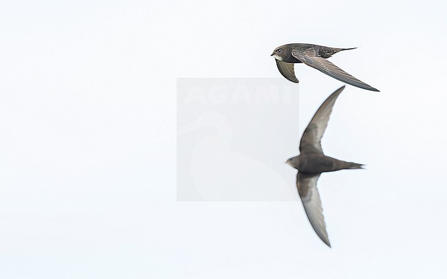 Common swift (Apus apus) in flight stock-image by Agami/Lennart Verheuvel,