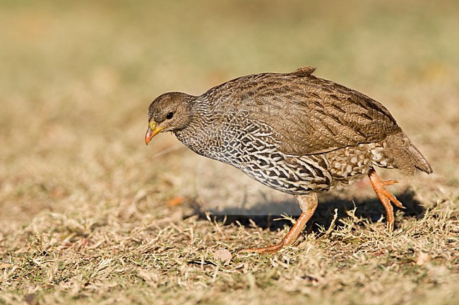 Natal-frankolijn, Natal Francolin, Francolinus natalensis stock-image by Agami/Marc Guyt,