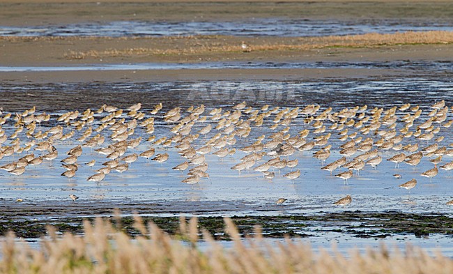 Steltlopers op hoogwatervluchtplaats Texel, Waders at High tide roost on Texel stock-image by Agami/Roy de Haas,