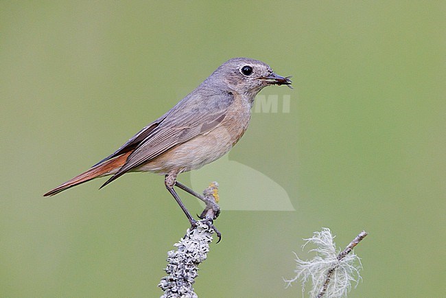Common Redstart (Phoenicurus phoenicurus), side view of an adult female perched on a branch, Campania, Italy stock-image by Agami/Saverio Gatto,