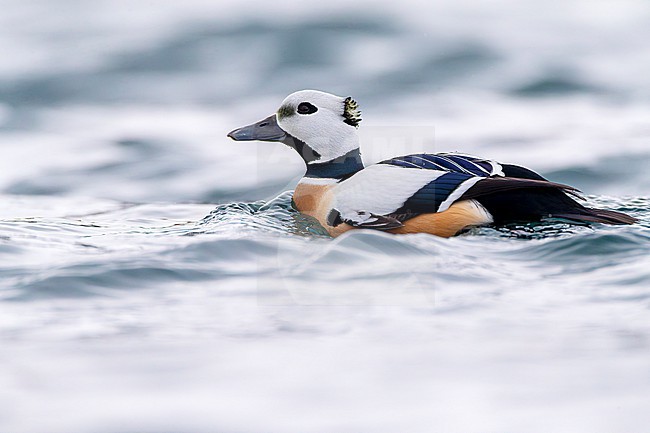 Steller's Eider (Polysticta stelleri) wintering in harbor of Vadso in arctic Norway. stock-image by Agami/Marc Guyt,