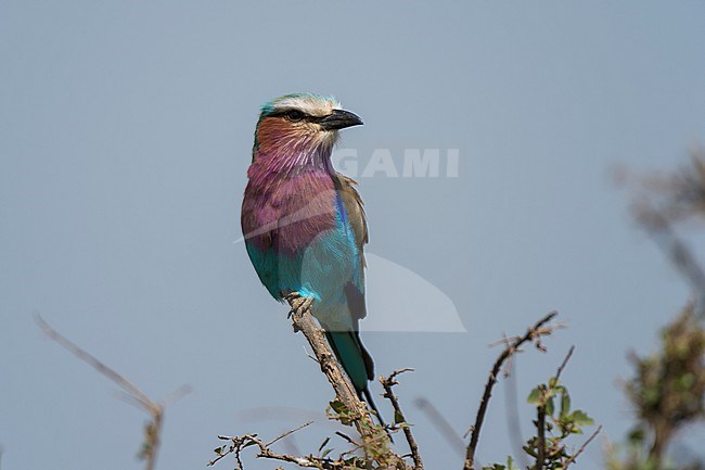 A lilac-breasted roller, Coracias caudata, perched on the branch of a tree. Masai Mara National Reserve, Kenya, Africa. stock-image by Agami/Sergio Pitamitz,