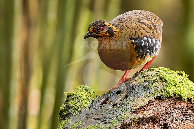 Red-breasted Partridge (Arborophila hyperythra) Perched on a top of a trunck in Borneo stock-image by Agami/Dubi Shapiro,