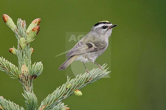 Adult male
Anchorage Co., AK
May 2009 stock-image by Agami/Brian E Small,