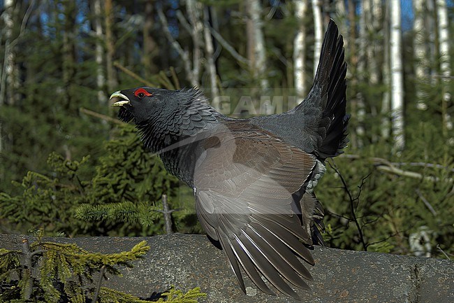 Western Capercaillie (Tetrao urogallus), side view of a male displaying on a rock in Finland stock-image by Agami/Kari Eischer,