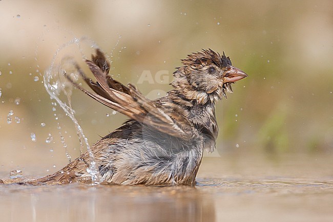 Spanish Sparrow - Weidensperling - Passer hispaniolensis ssp. hispaniolensis, adult female, Croatia stock-image by Agami/Ralph Martin,