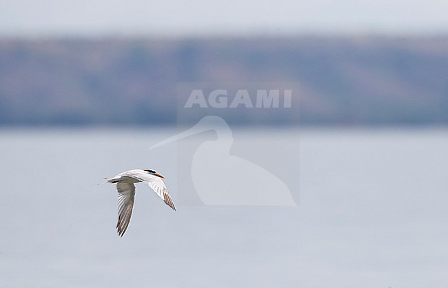 Adult Lesser Crested Tern (Thalasseus bengalensis) in autumn plumage, flying off the coast in Madagascar. Showing upperwing. stock-image by Agami/Marc Guyt,