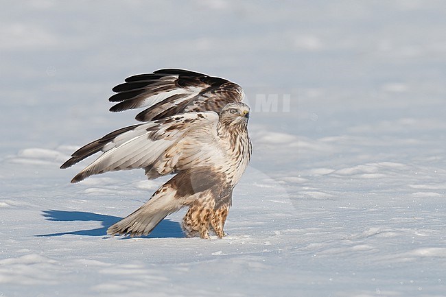Rough-legged Buzzard (Buteo lagopus), side view of bird spreading wings on snow stock-image by Agami/Kari Eischer,