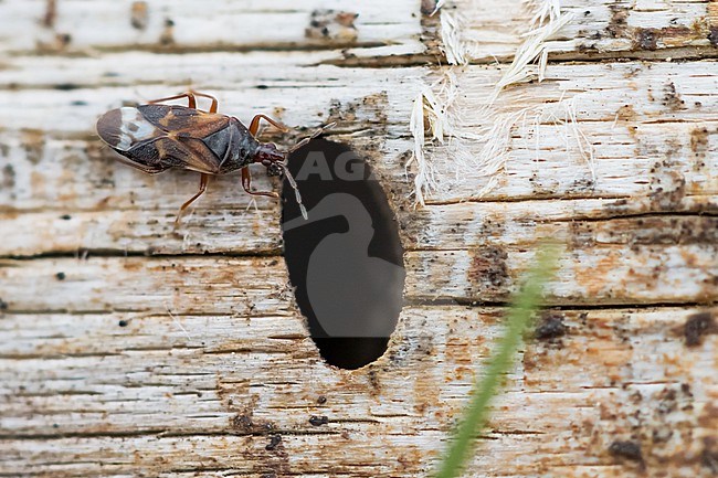 Anthocoris nemoralis, France (Alsace), imago stock-image by Agami/Ralph Martin,