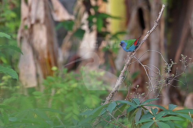 Tricolored Parrotfinch (Erythrura tricolor) in the Lesser Sundas, Indonesia. stock-image by Agami/James Eaton,