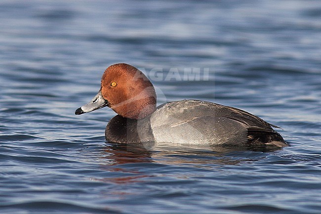 Redhead (Aythya americana) swimming near Toronto, Ontario, Canada. stock-image by Agami/Glenn Bartley,