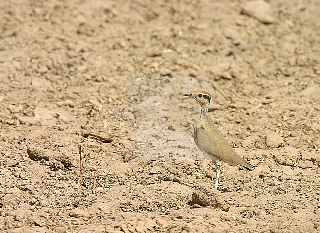 Temminck's Courser, Cursorius temminckii temminckii stock-image by Agami/Edwin Winkel,