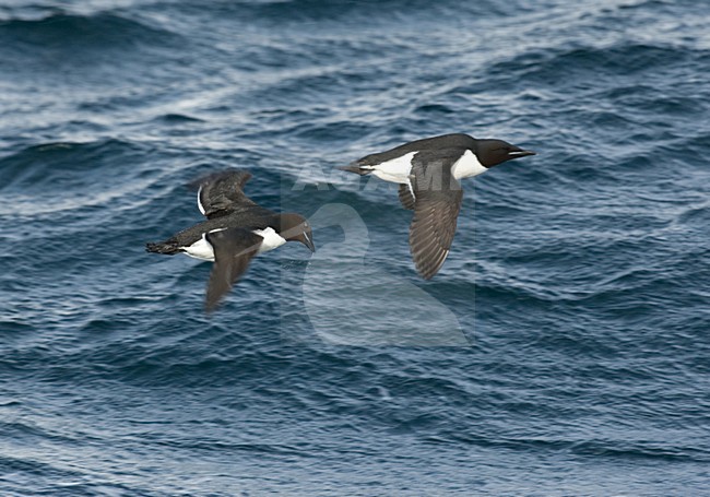Thick-billed Murre flying; Dikbekzeekoet vliegend stock-image by Agami/Roy de Haas,