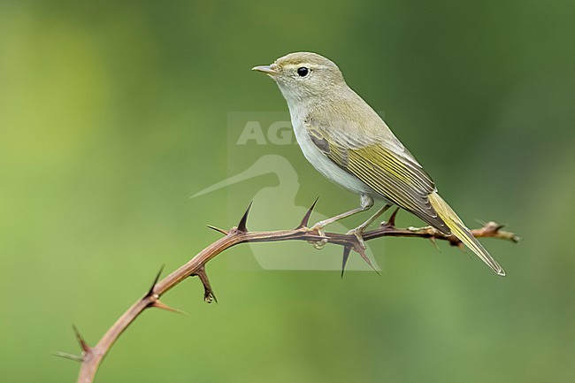 Western Bonelli's Warbler, Phylloscopus bonelli, perched. stock-image by Agami/Daniele Occhiato,