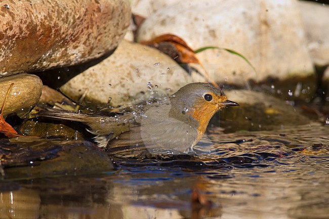 Badderende Roodborst, European Robin bathing stock-image by Agami/Daniele Occhiato,