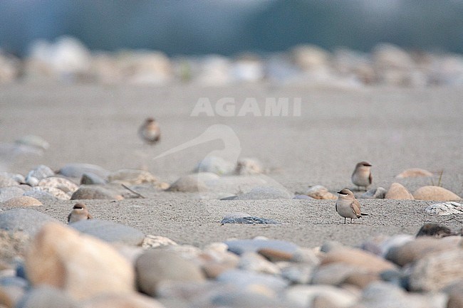 Small Pratincole (Glareola lactea) in typical river habitat in Asia. Four Pratincoles standing on a sand bank on a river islands. stock-image by Agami/Marc Guyt,