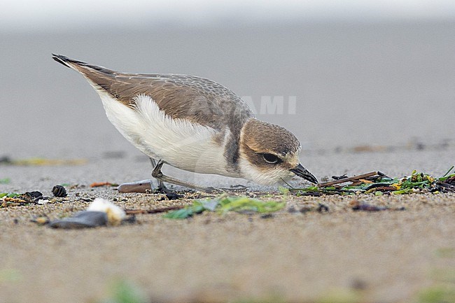 Kentish Plover (Charadrius alexandrinus), individual in winter plumage picking up some food, Campania, Italy stock-image by Agami/Saverio Gatto,