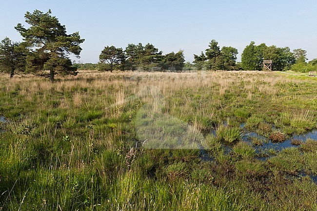Landschap in Nationaal Park De Groote Peel; Landscape at National Park De Groote Peel stock-image by Agami/Marc Guyt,