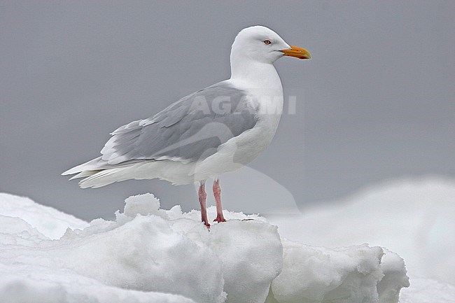 Adult summer Glaucous Gull (Larus hyperboreus) standing on  ice. stock-image by Agami/Pete Morris,